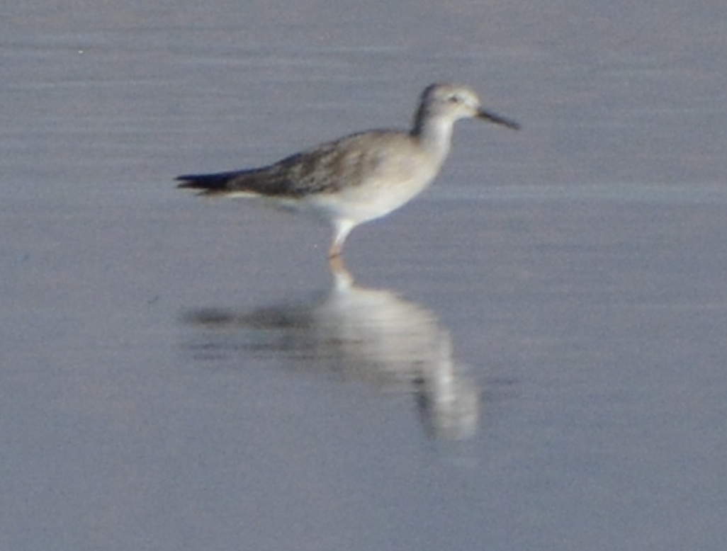 Lesser Yellowlegs - ML614445617