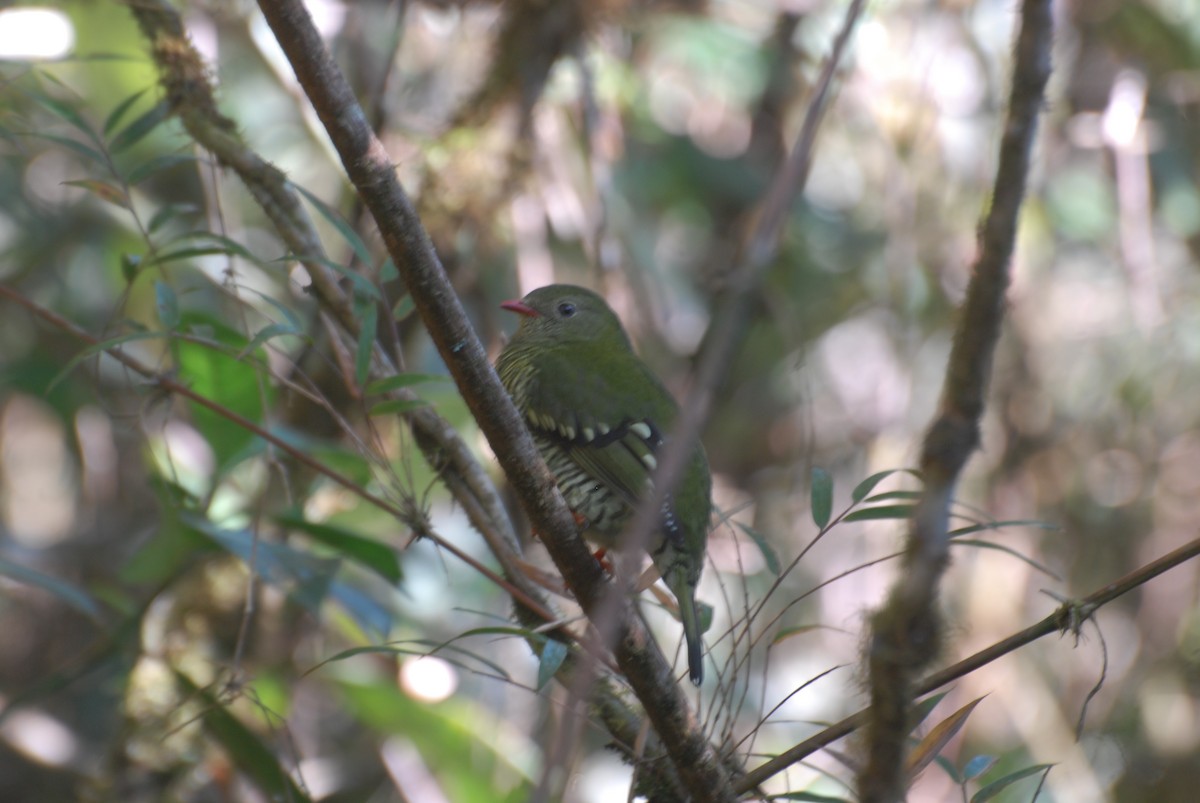 Barred Fruiteater - Vinicio Escudero