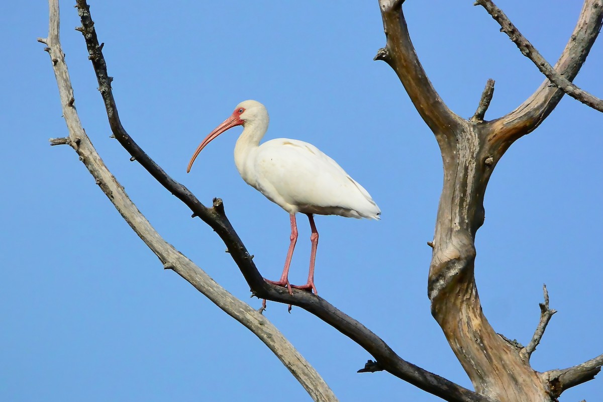 White Ibis - ML614445822