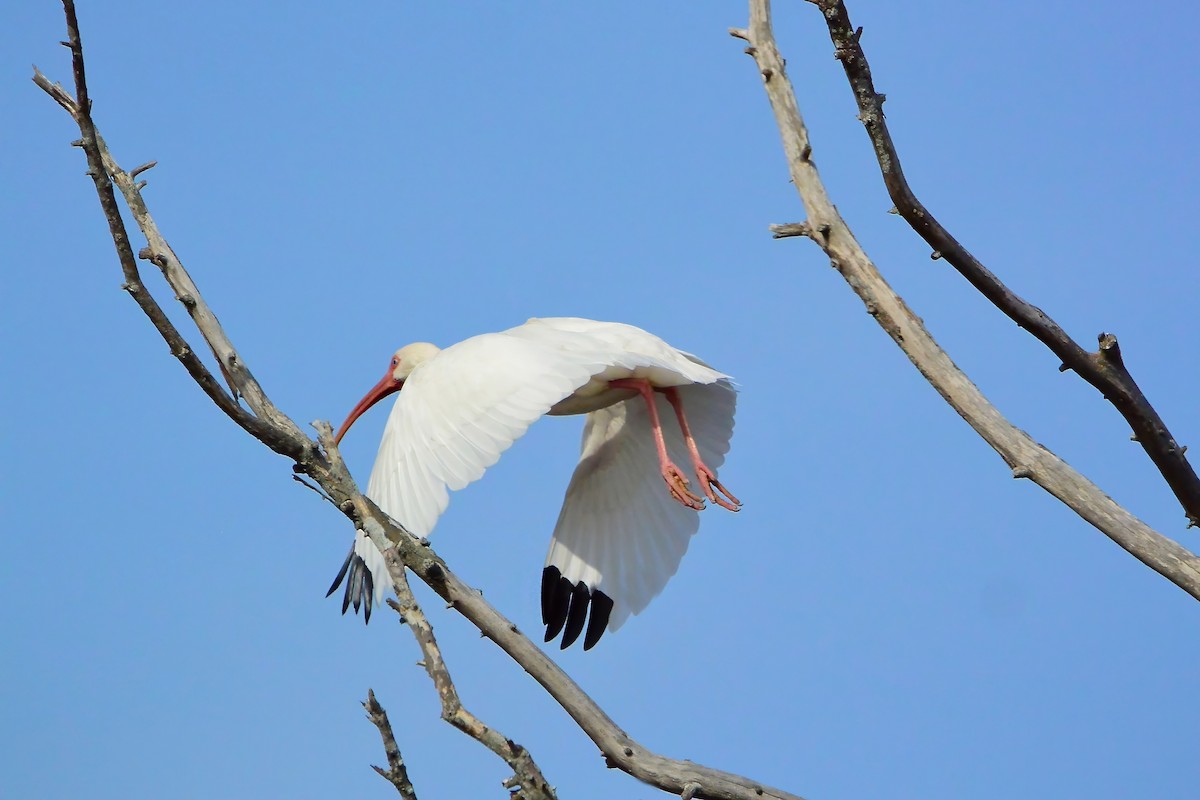 White Ibis - ML614445833