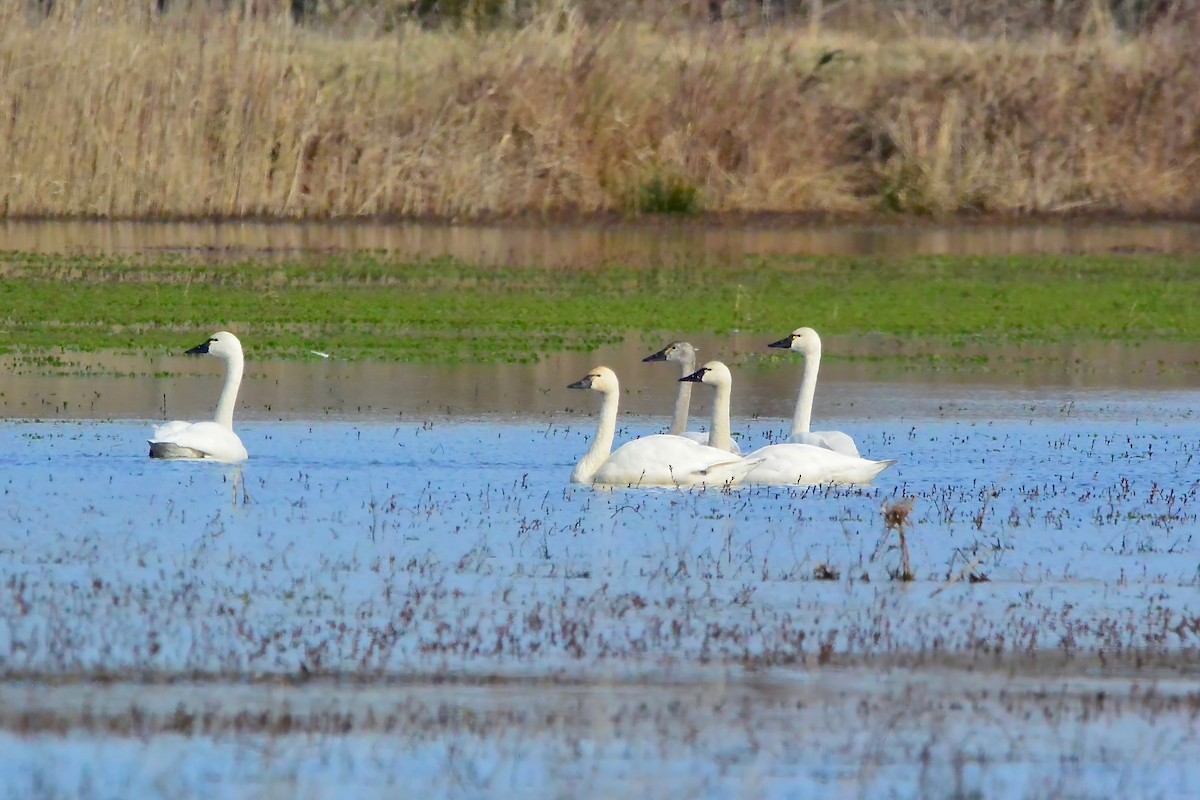 Tundra Swan - ML614445844