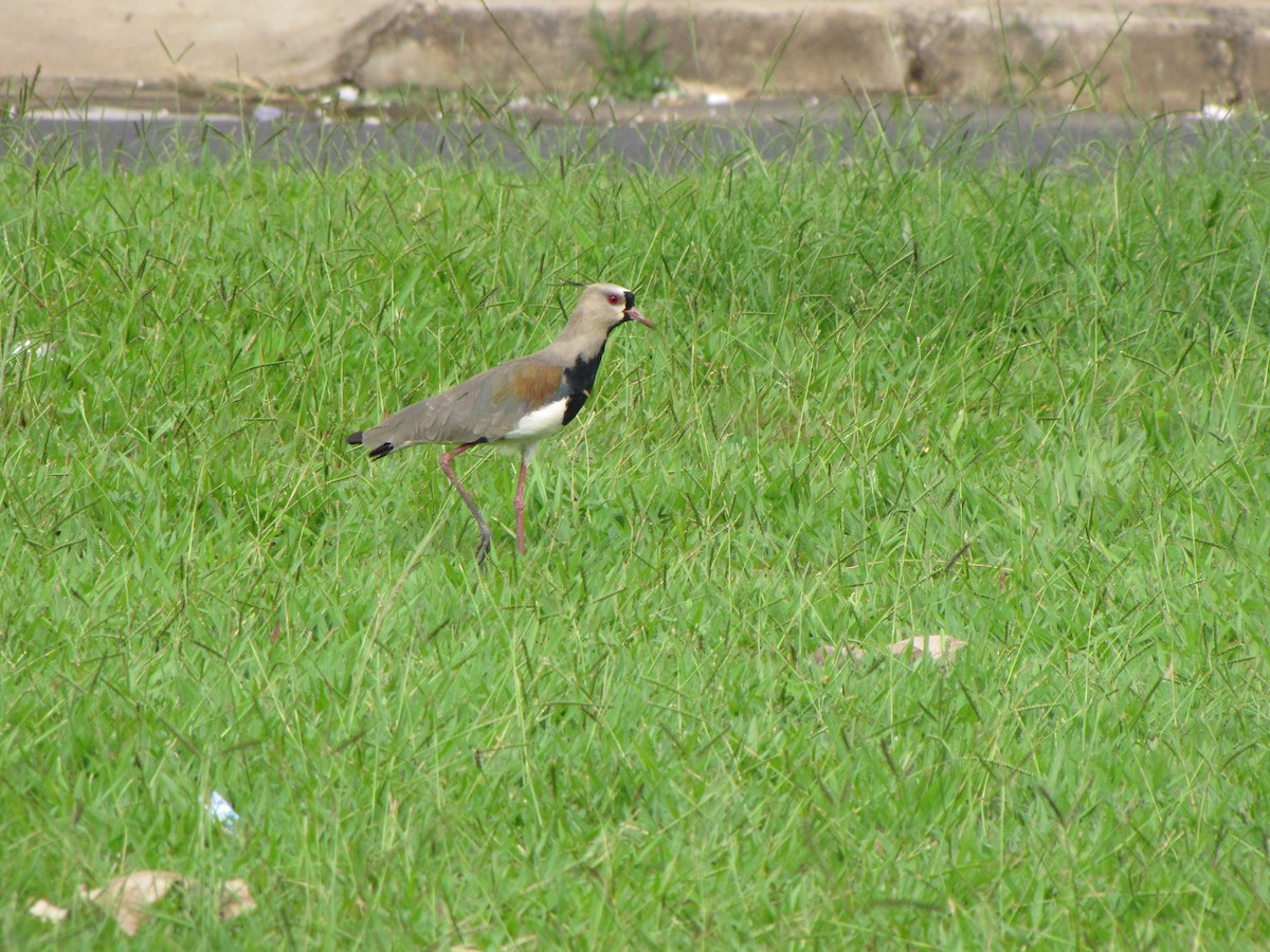 Southern Lapwing - ML614445882