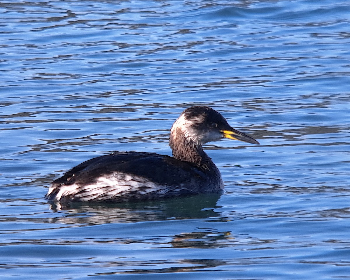 Red-necked Grebe - ML614445900