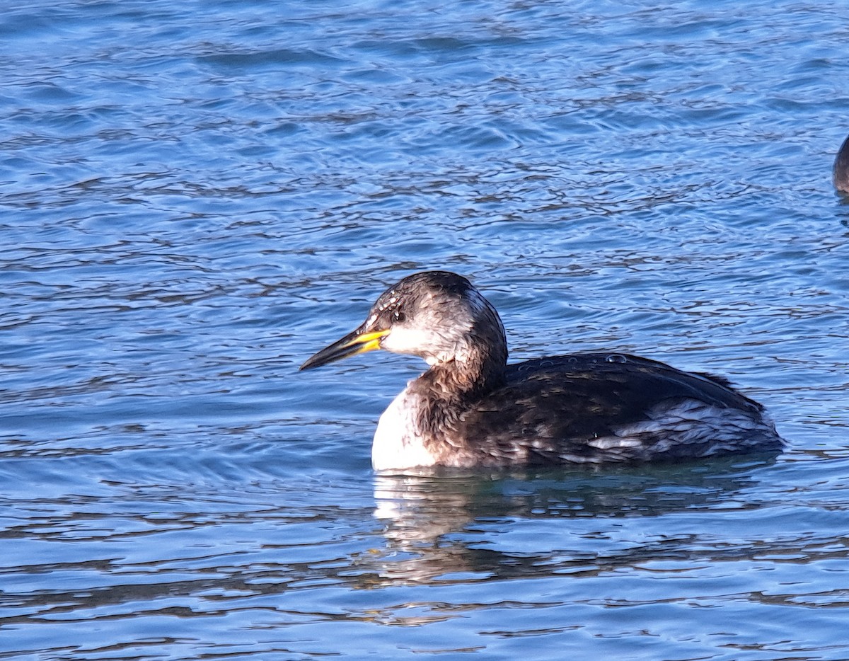 Red-necked Grebe - ML614445910