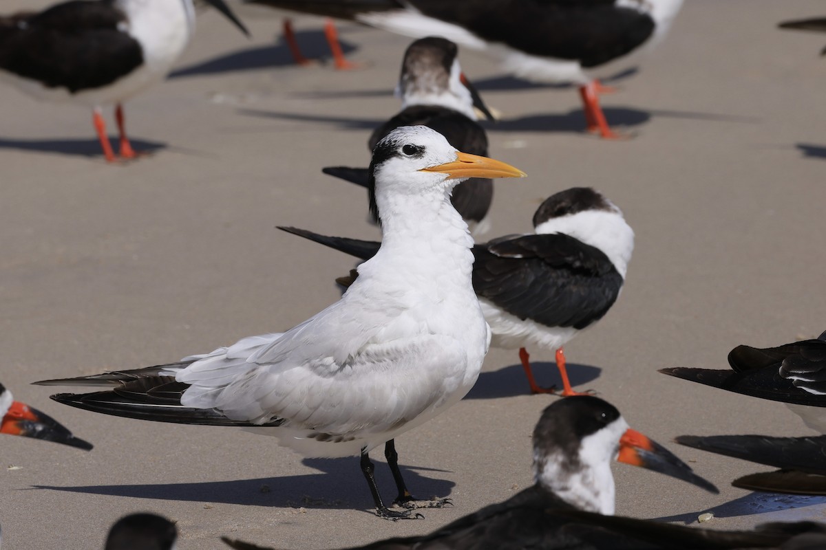 Royal Tern - Tim Bassing