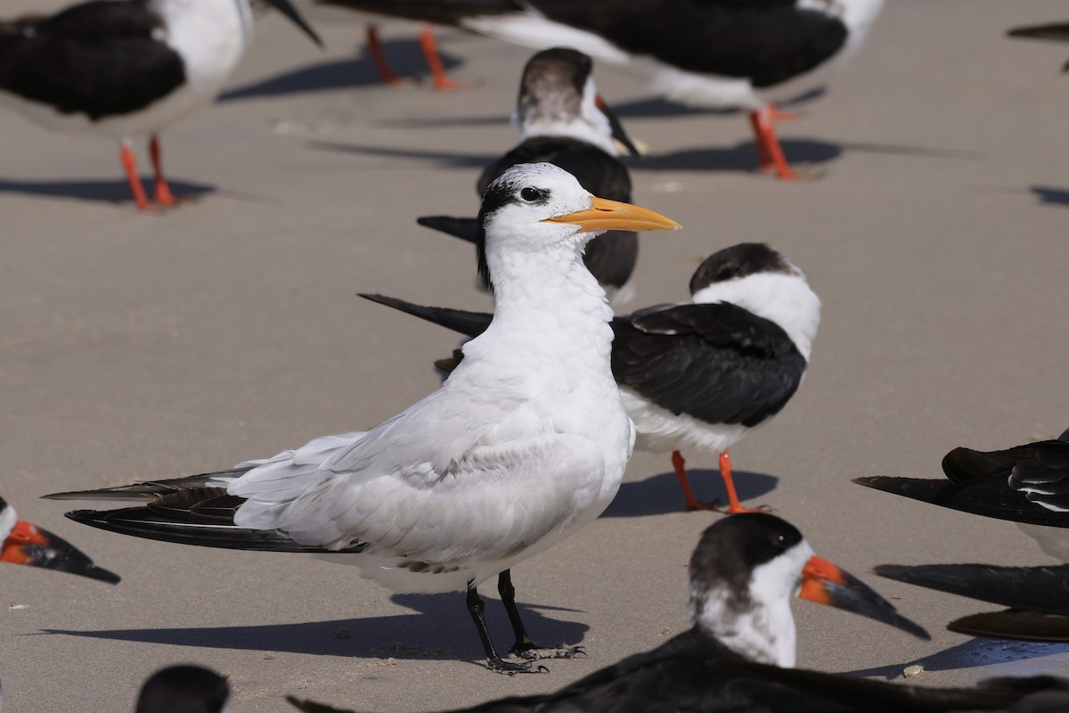 Royal Tern - ML614445911