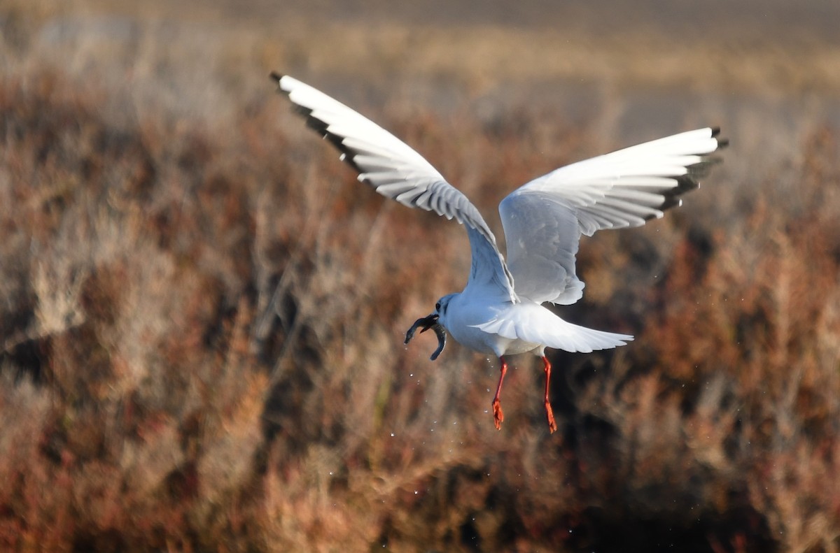 Black-headed Gull - ML614445912