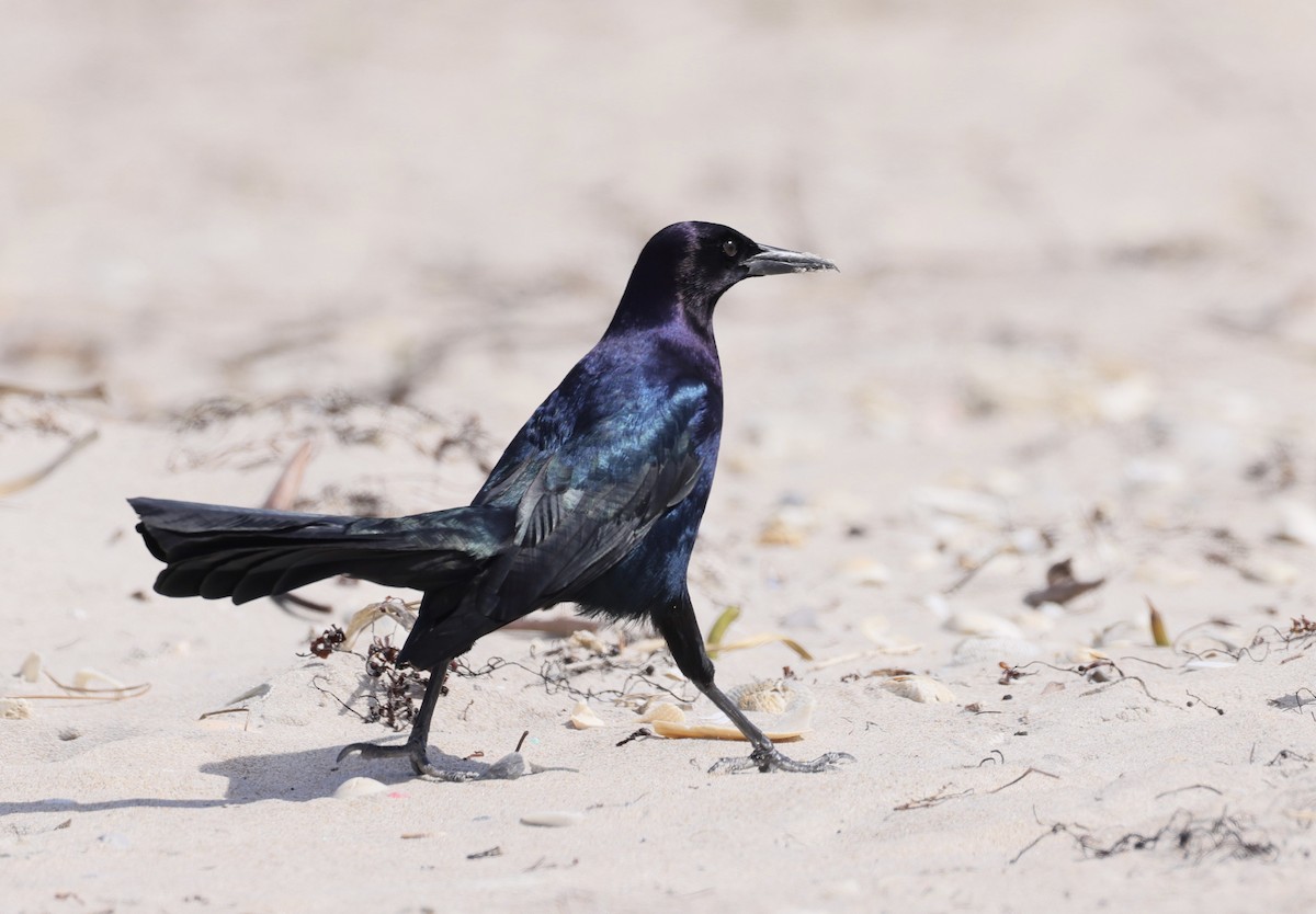 Boat-tailed Grackle - Tim Bassing