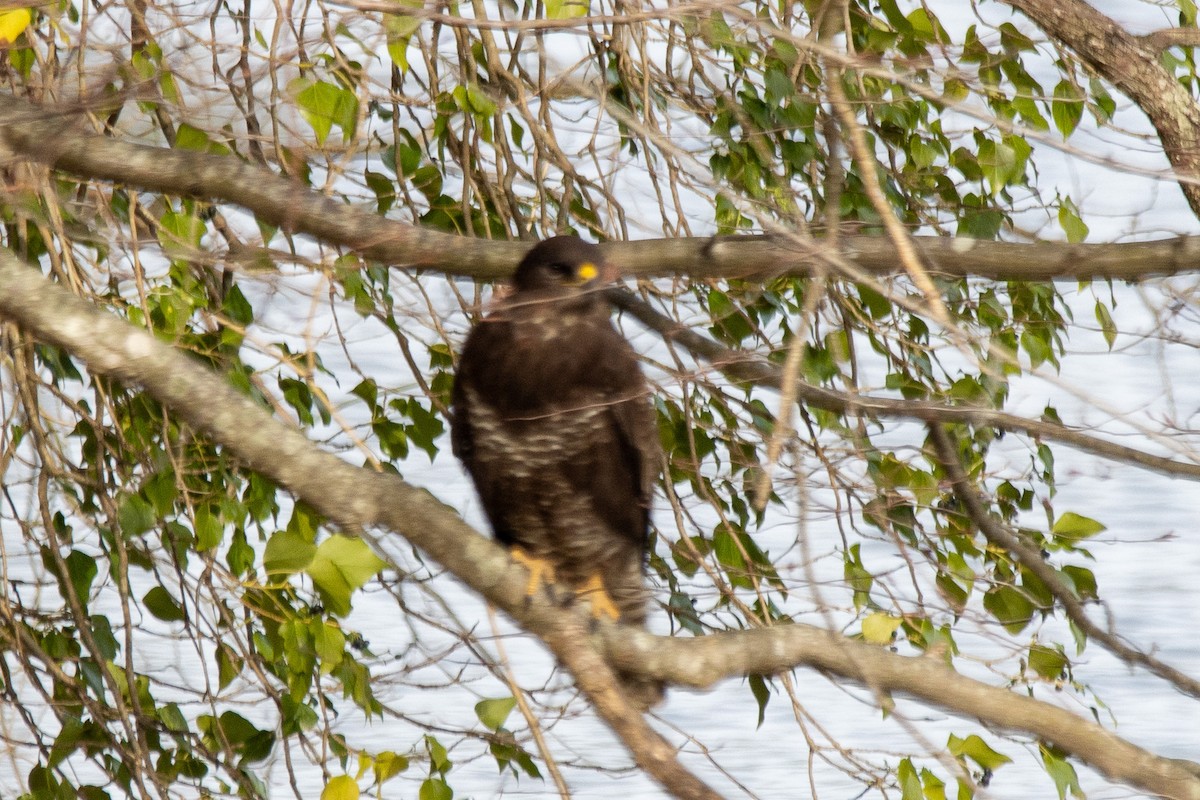 Common Buzzard - ML614445998