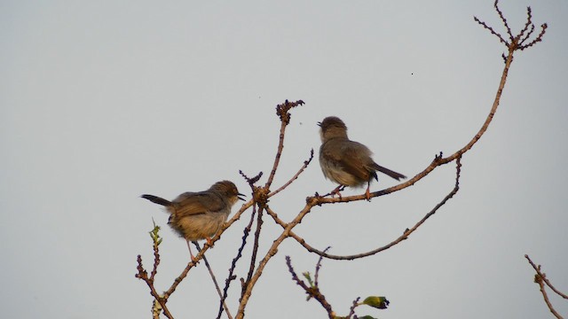 Brown-headed Apalis - ML614446050