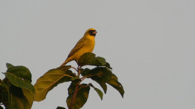 Black-faced Canary - ML614446052