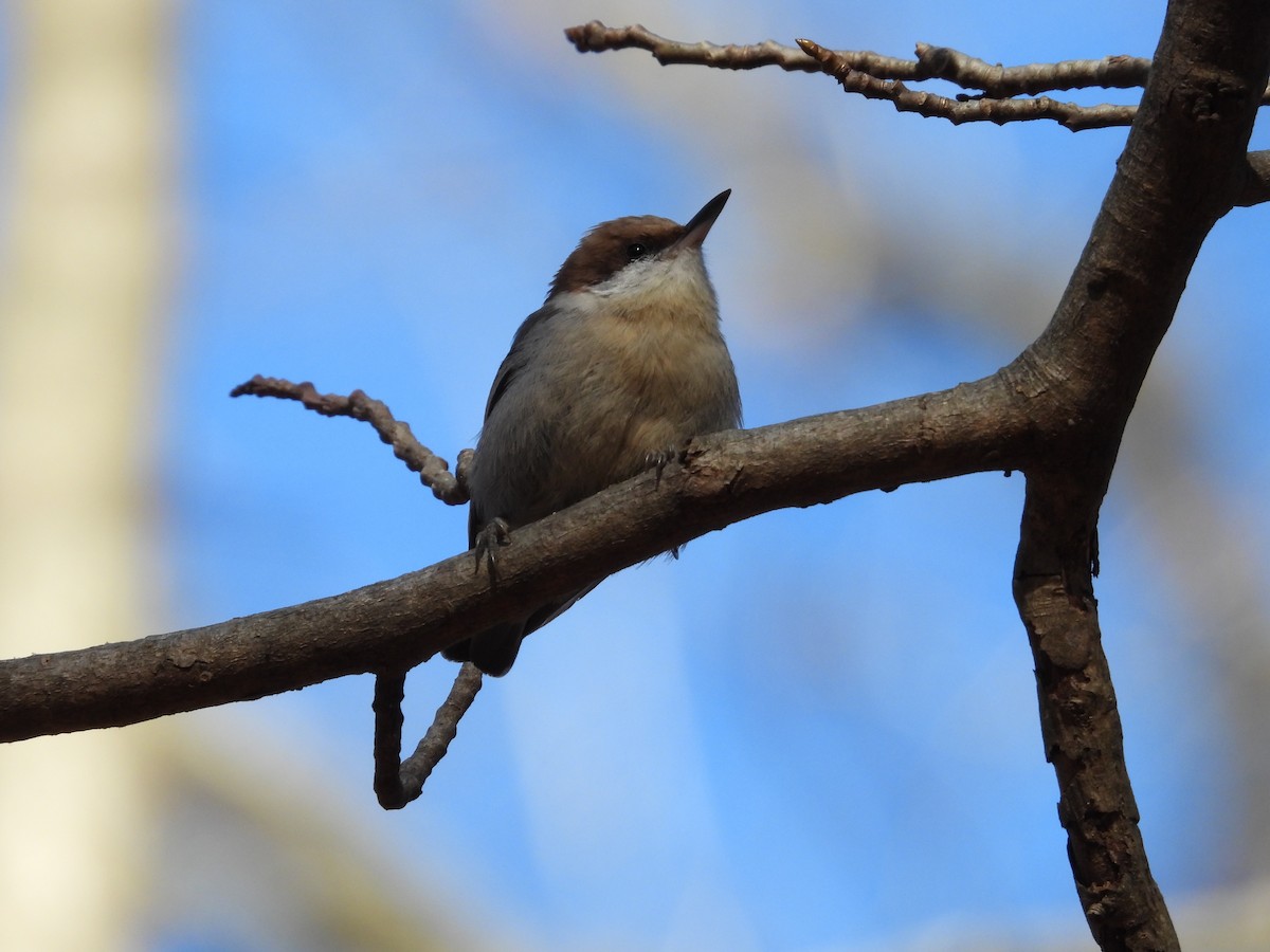 Brown-headed Nuthatch - ML614446054