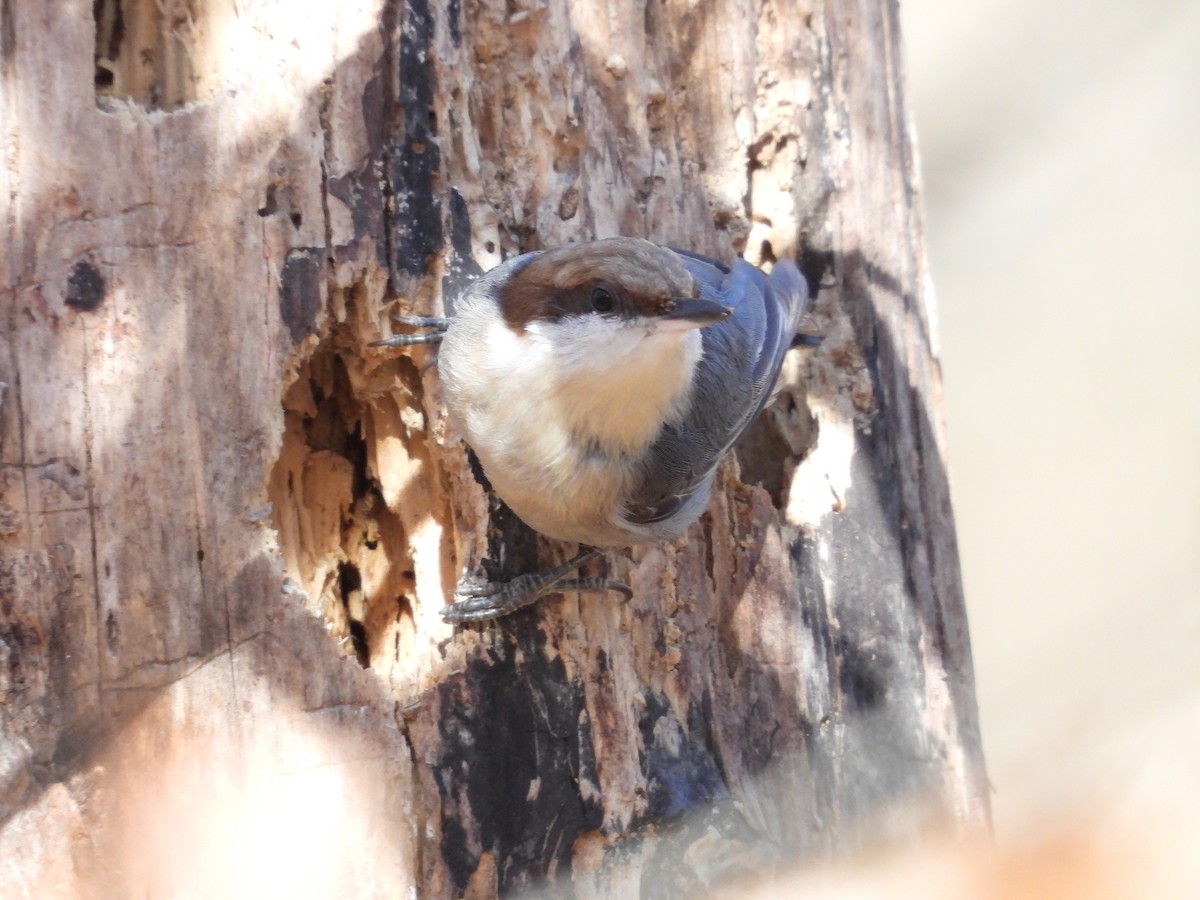 Brown-headed Nuthatch - ML614446062