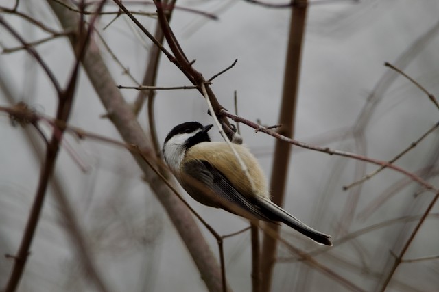 Black-capped Chickadee - ML614446118