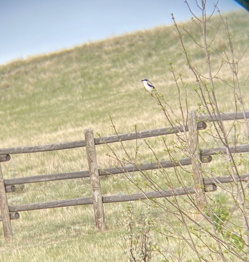 Loggerhead Shrike - ML614446145