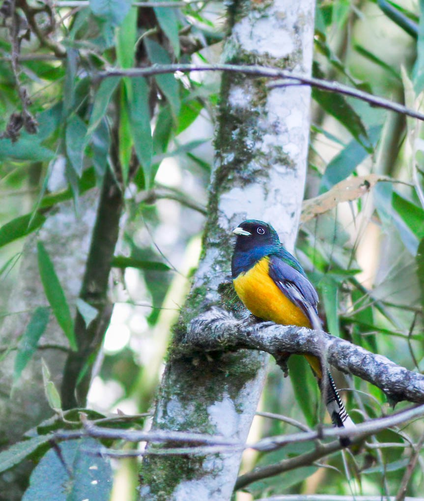 Atlantic Black-throated Trogon - ML614446177