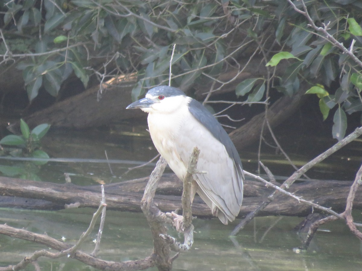 Black-crowned Night Heron - ML614446200