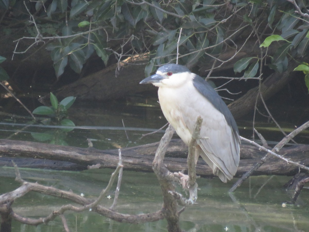 Black-crowned Night Heron - ML614446201