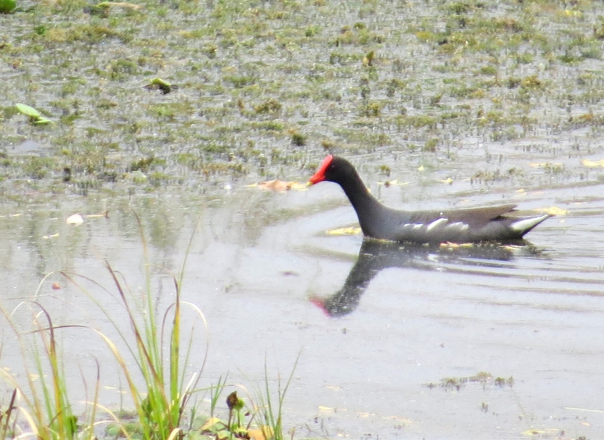 Common Gallinule - Anderson León Natera