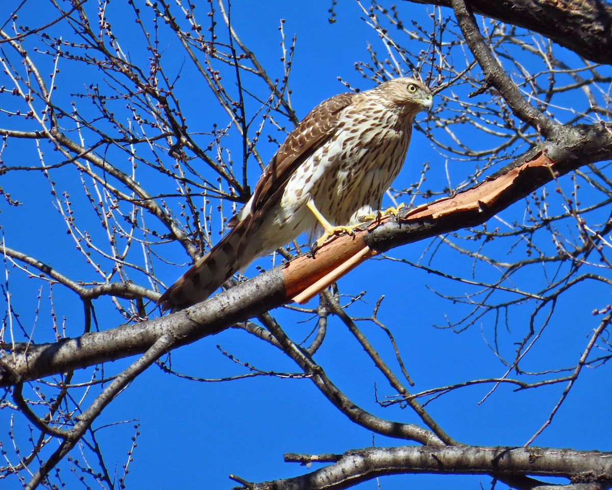 Cooper's Hawk - ML614446248