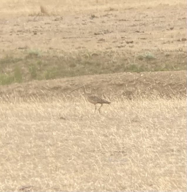 Long-billed Curlew - ML614446250