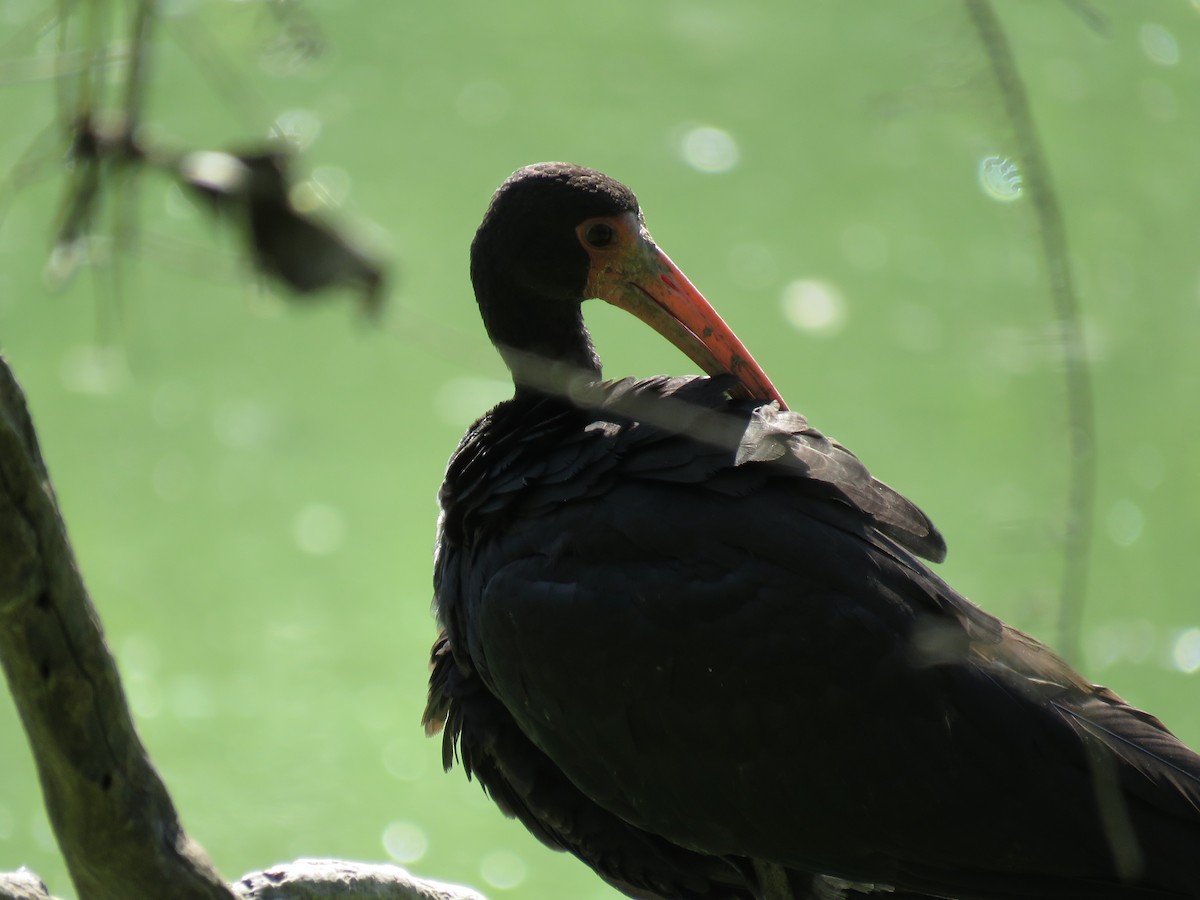 ibis tmavý - ML614446290