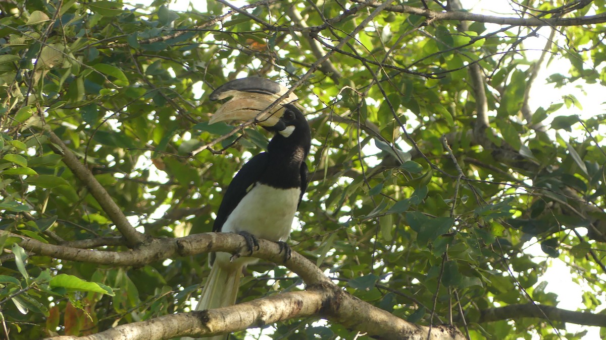 Malabar Pied-Hornbill - ML614446301