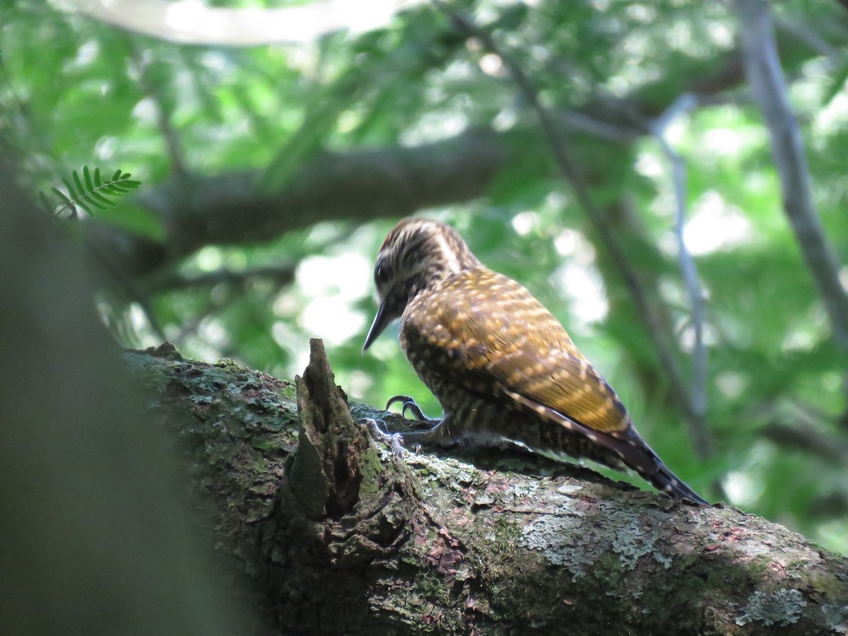 White-spotted Woodpecker - ML614446311