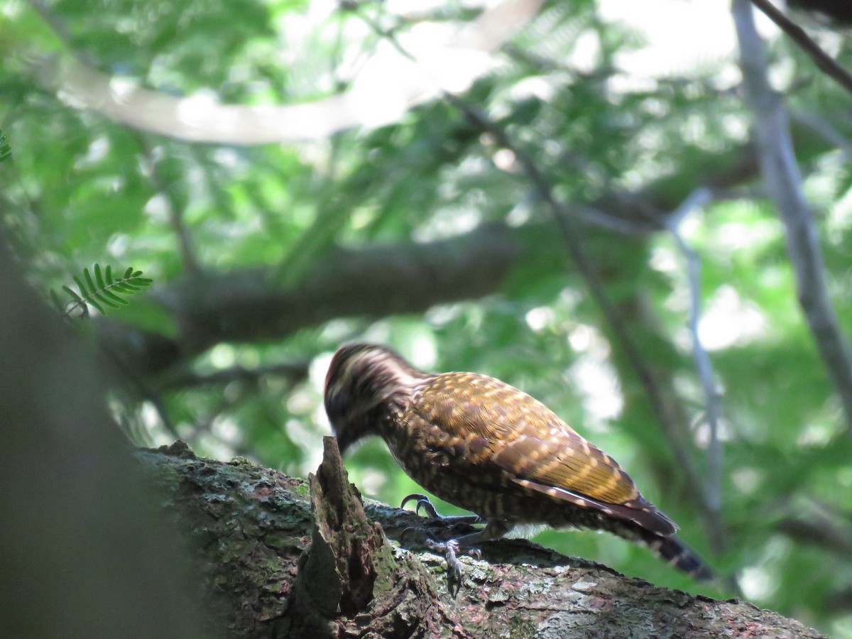 White-spotted Woodpecker - ML614446312