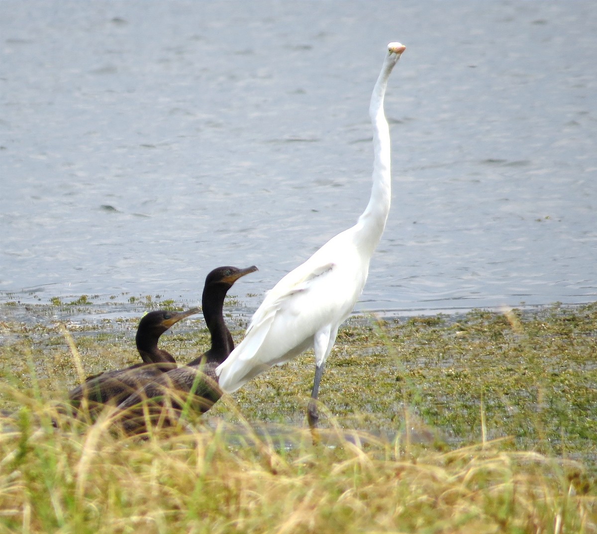 Great Egret - ML614446320