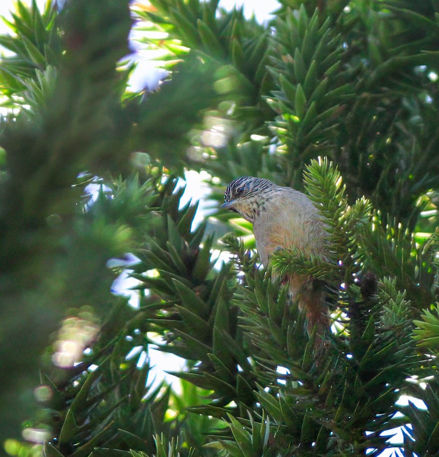 Araucaria Tit-Spinetail - ML614446473