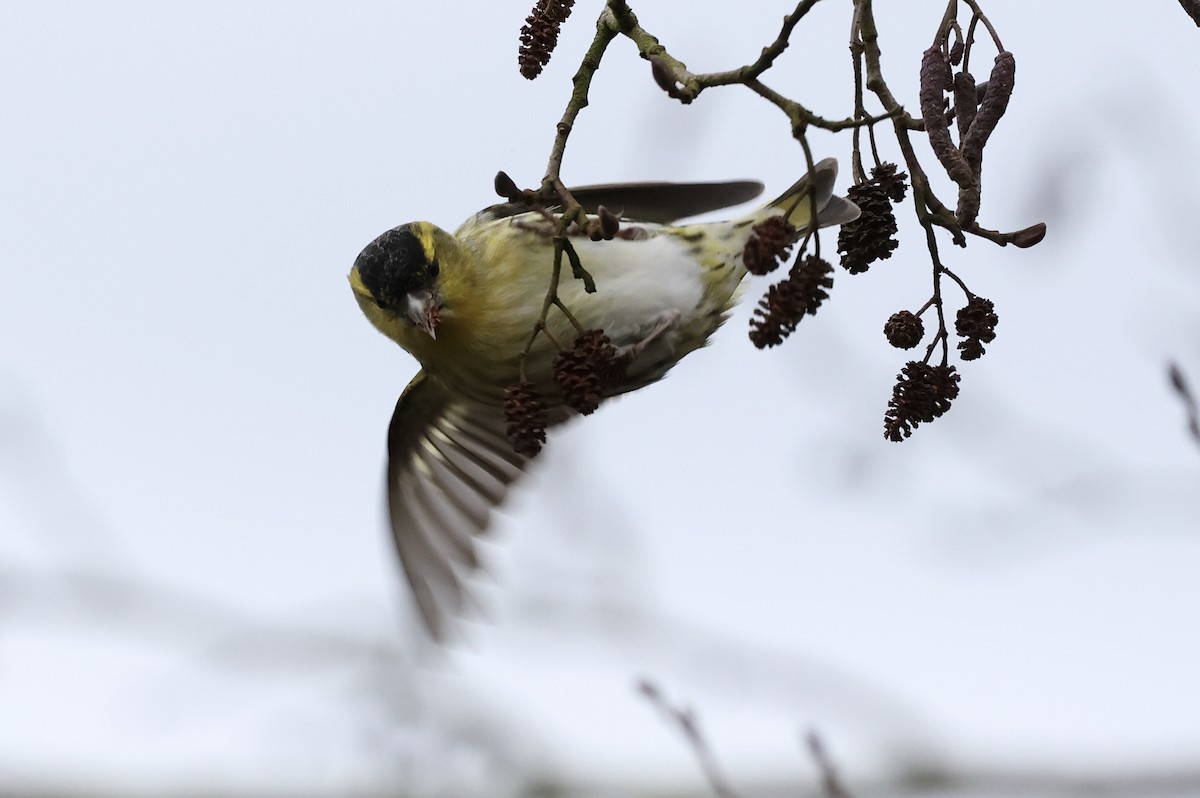 Eurasian Siskin - Mark Jarrett