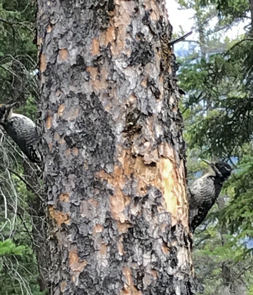 American Three-toed Woodpecker - ML614446545