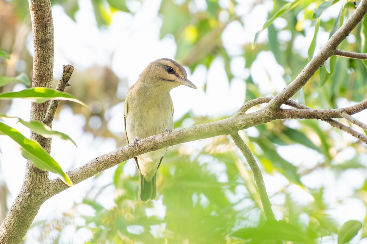 Black-whiskered Vireo - ML614446590