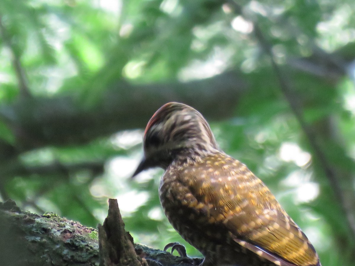 White-spotted Woodpecker - Romeu Gama