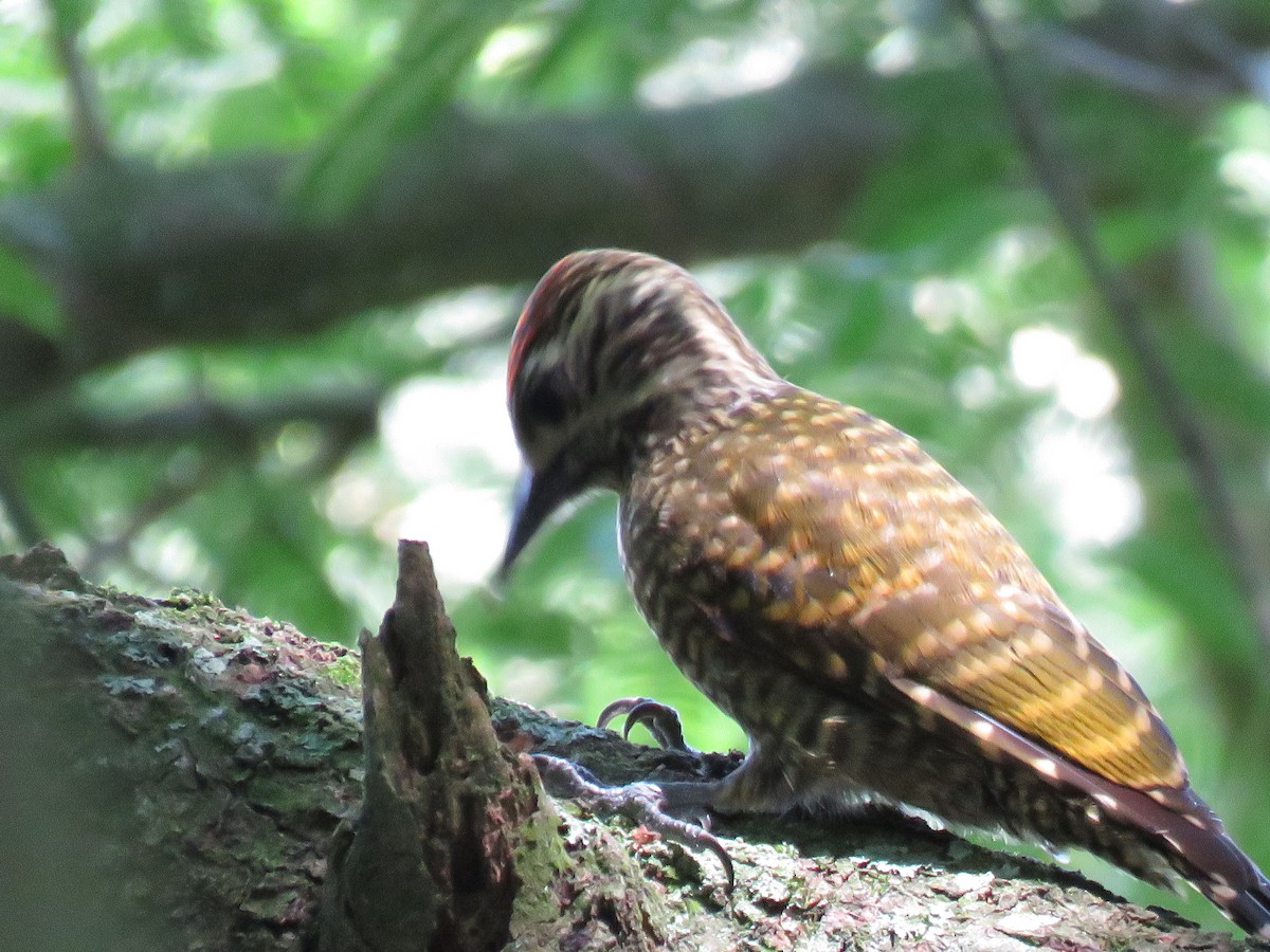 White-spotted Woodpecker - ML614446626