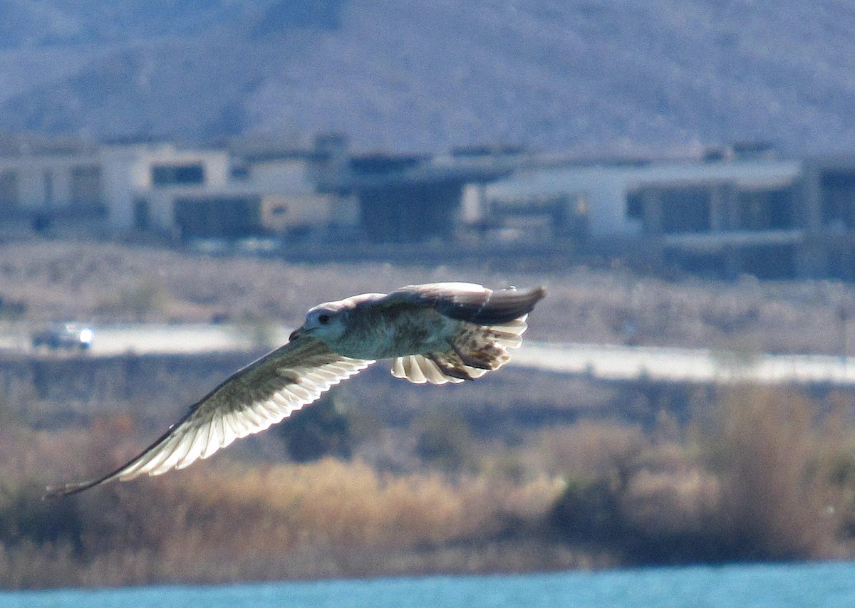 Short-billed Gull - ML614446644