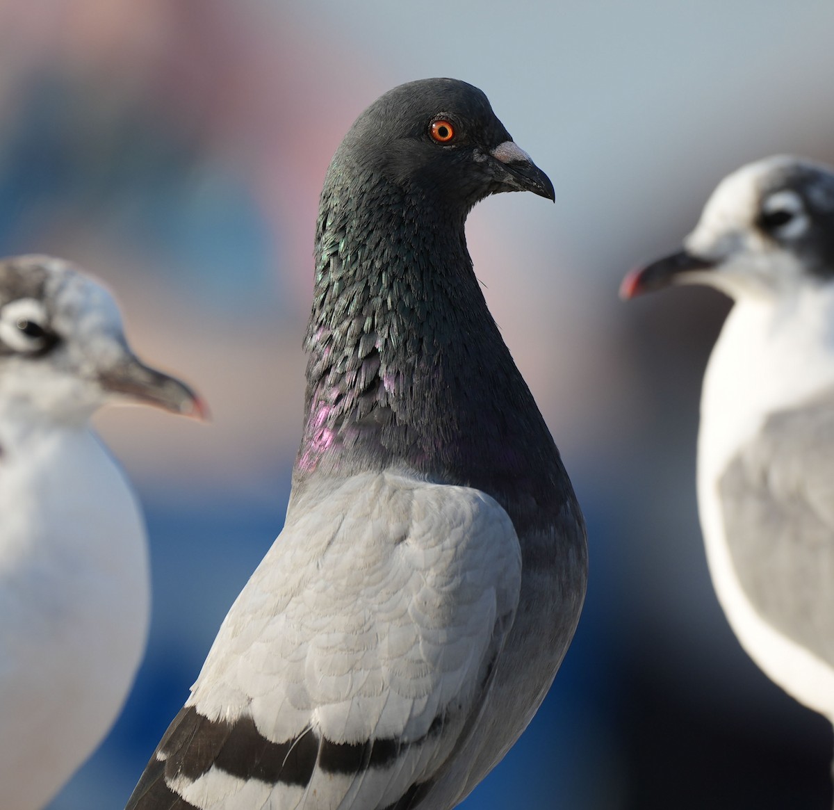 Rock Pigeon (Feral Pigeon) - ML614446658