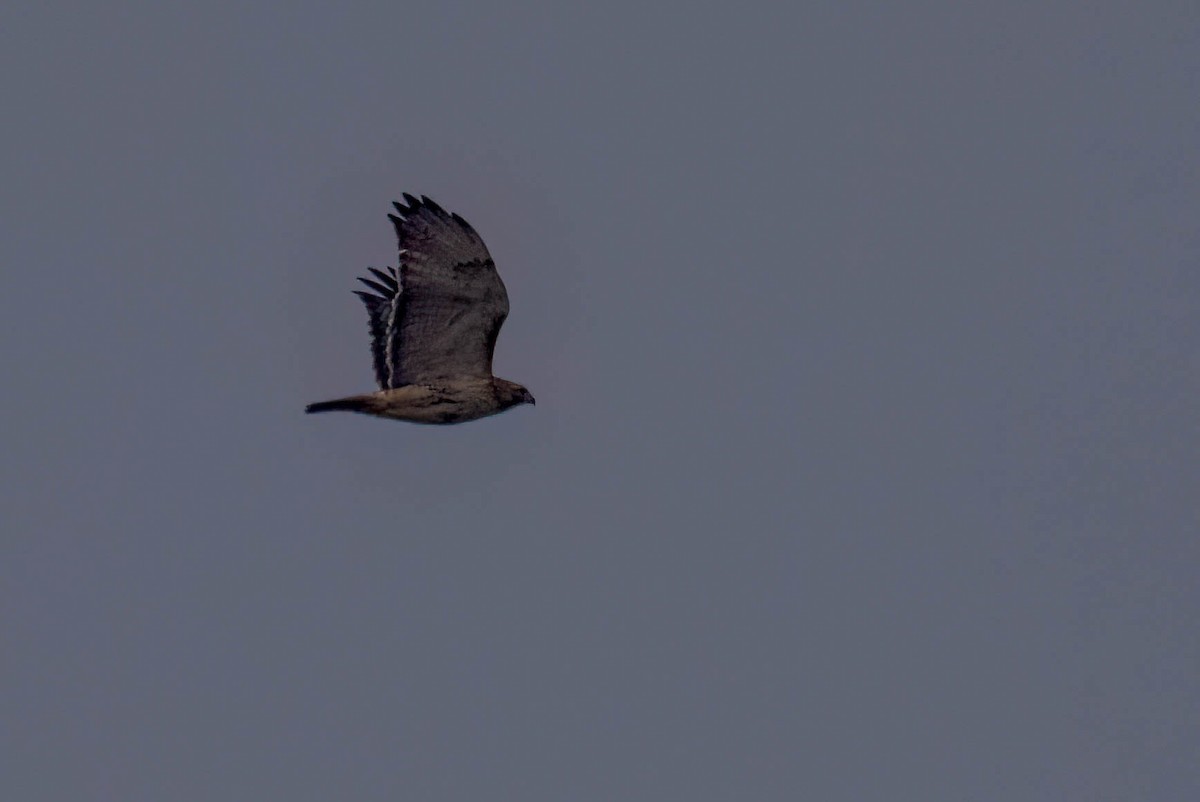 Red-tailed Hawk - ML614446659