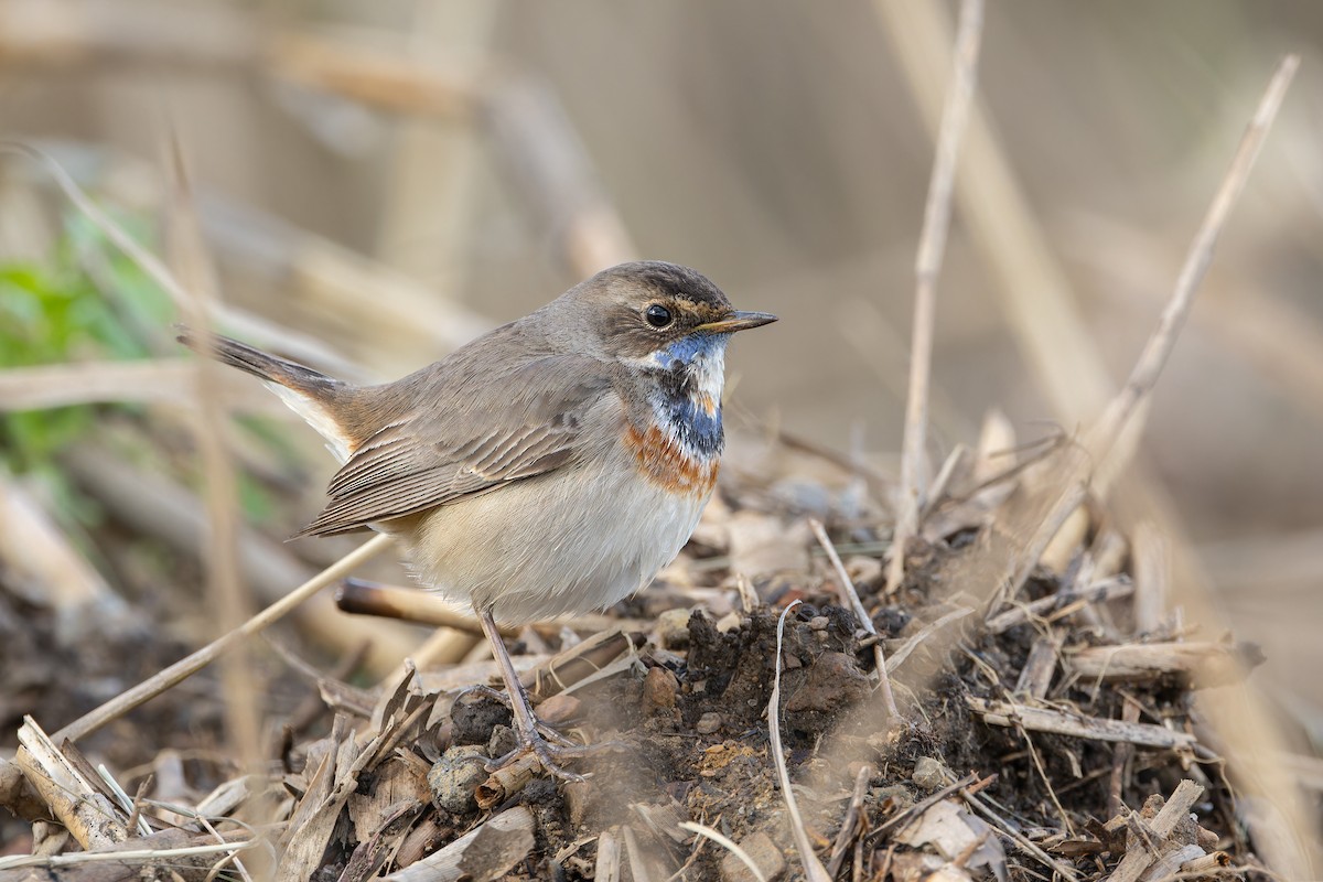 Bluethroat - ML614446760