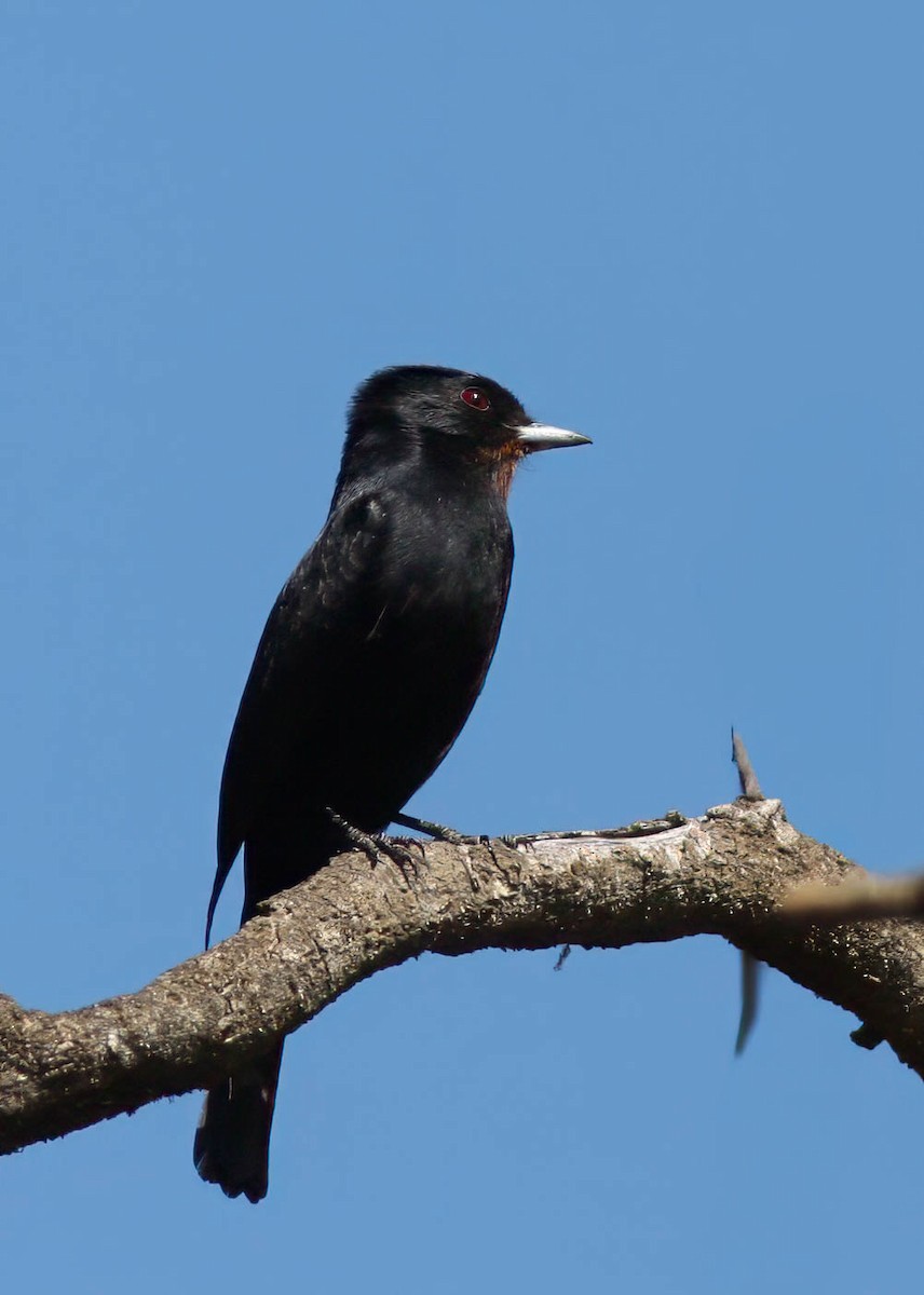 Velvety Black-Tyrant - ML614446762