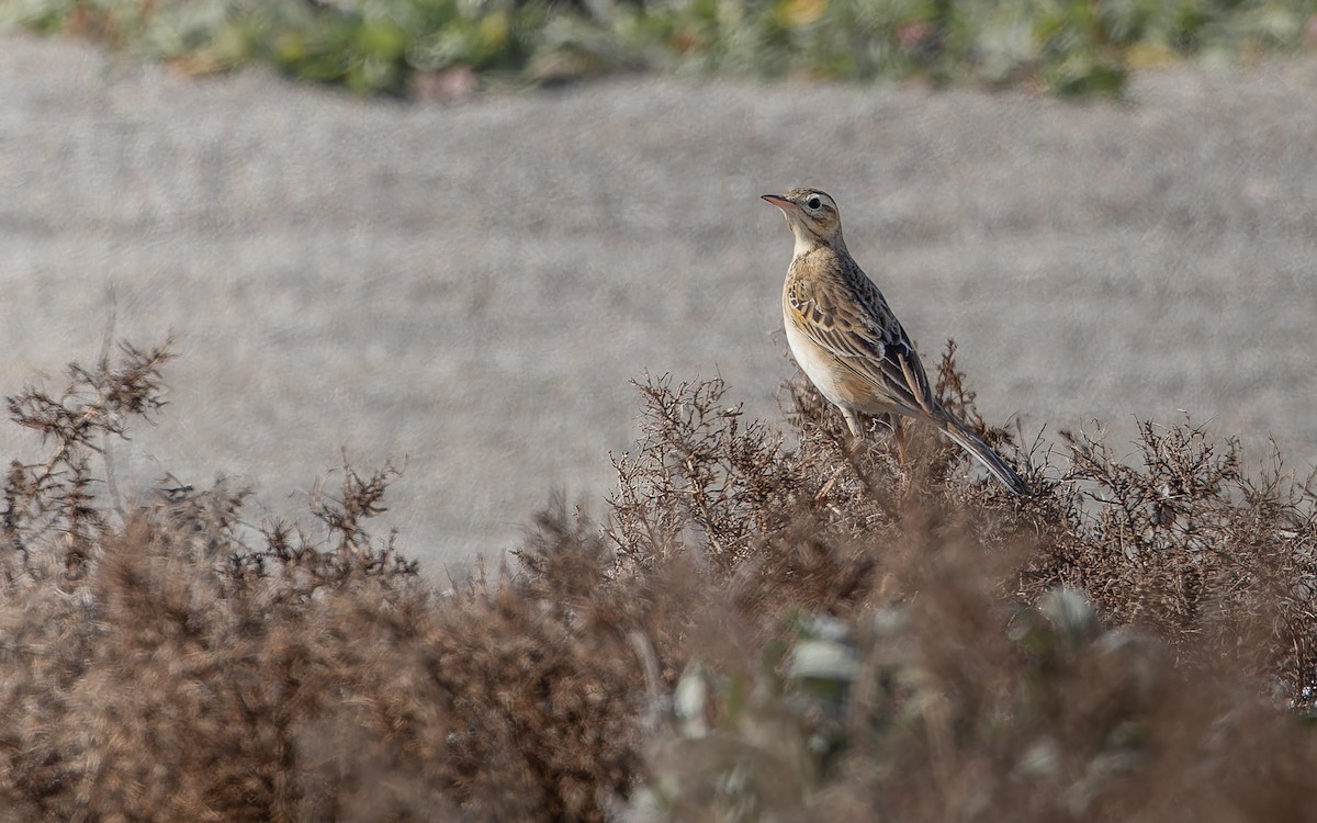 Richard's Pipit - ML614446803