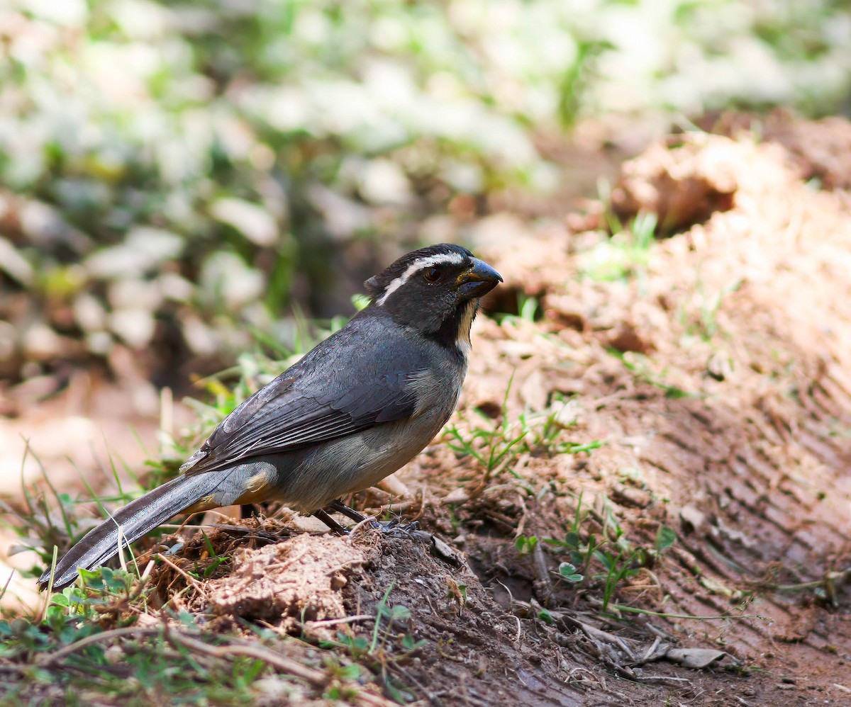 Thick-billed Saltator - ML614446825