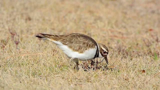 Killdeer - ML614446847