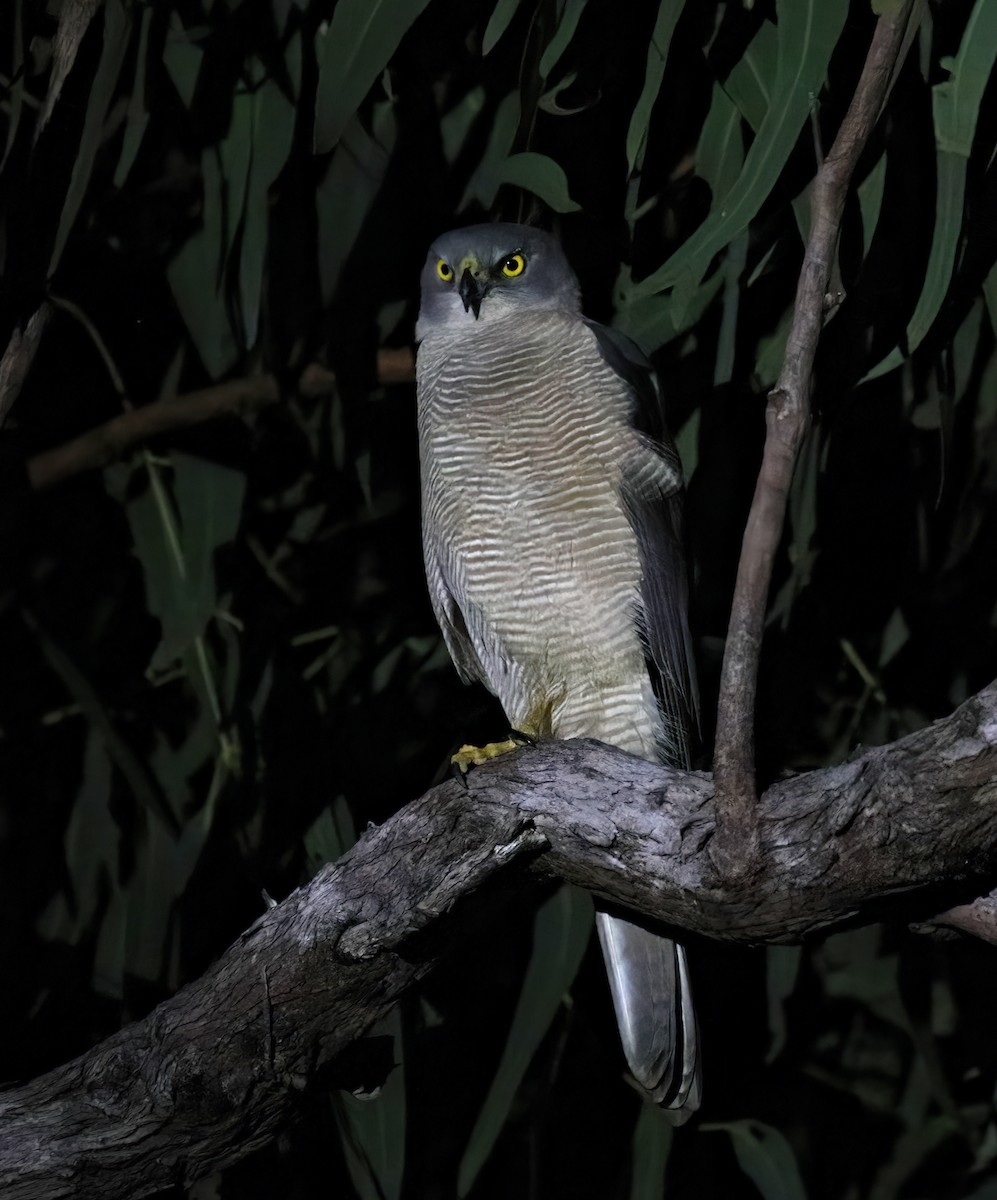 Brown Goshawk - ML614446956