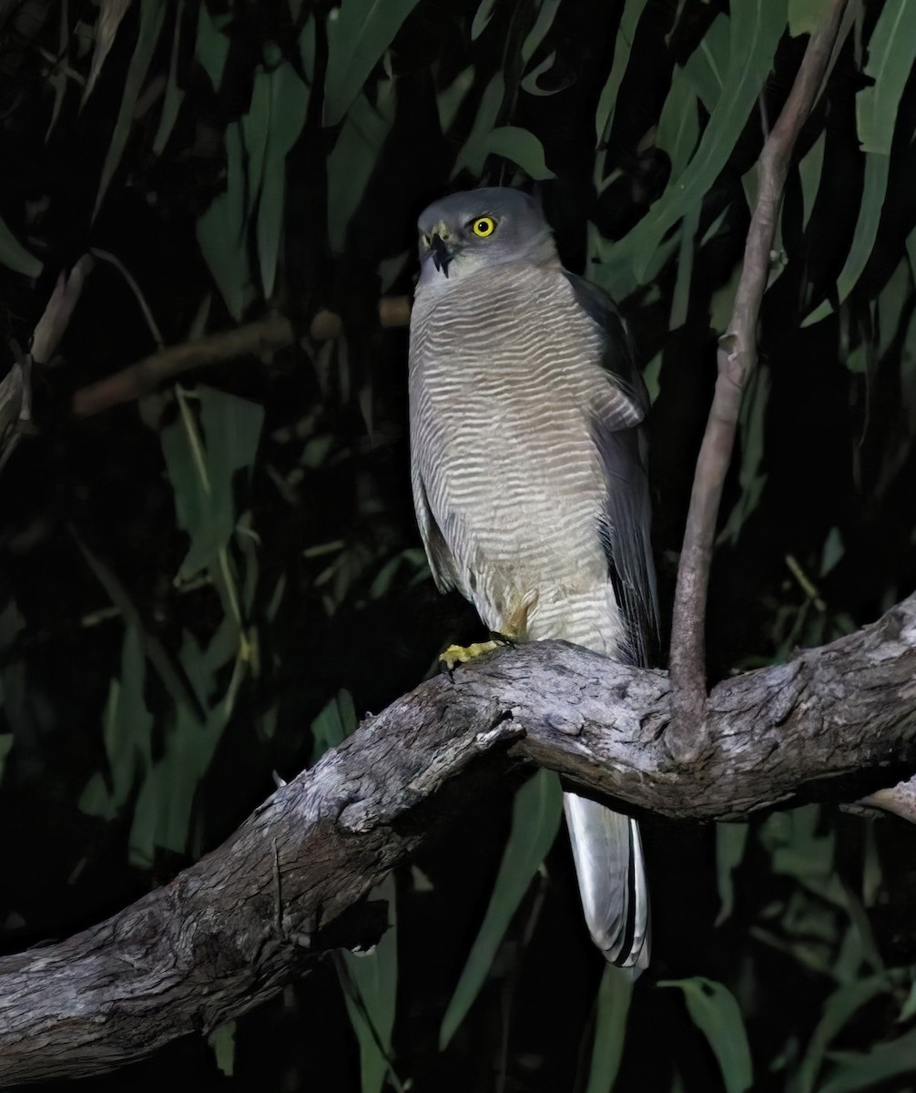 Brown Goshawk - Laura Keene