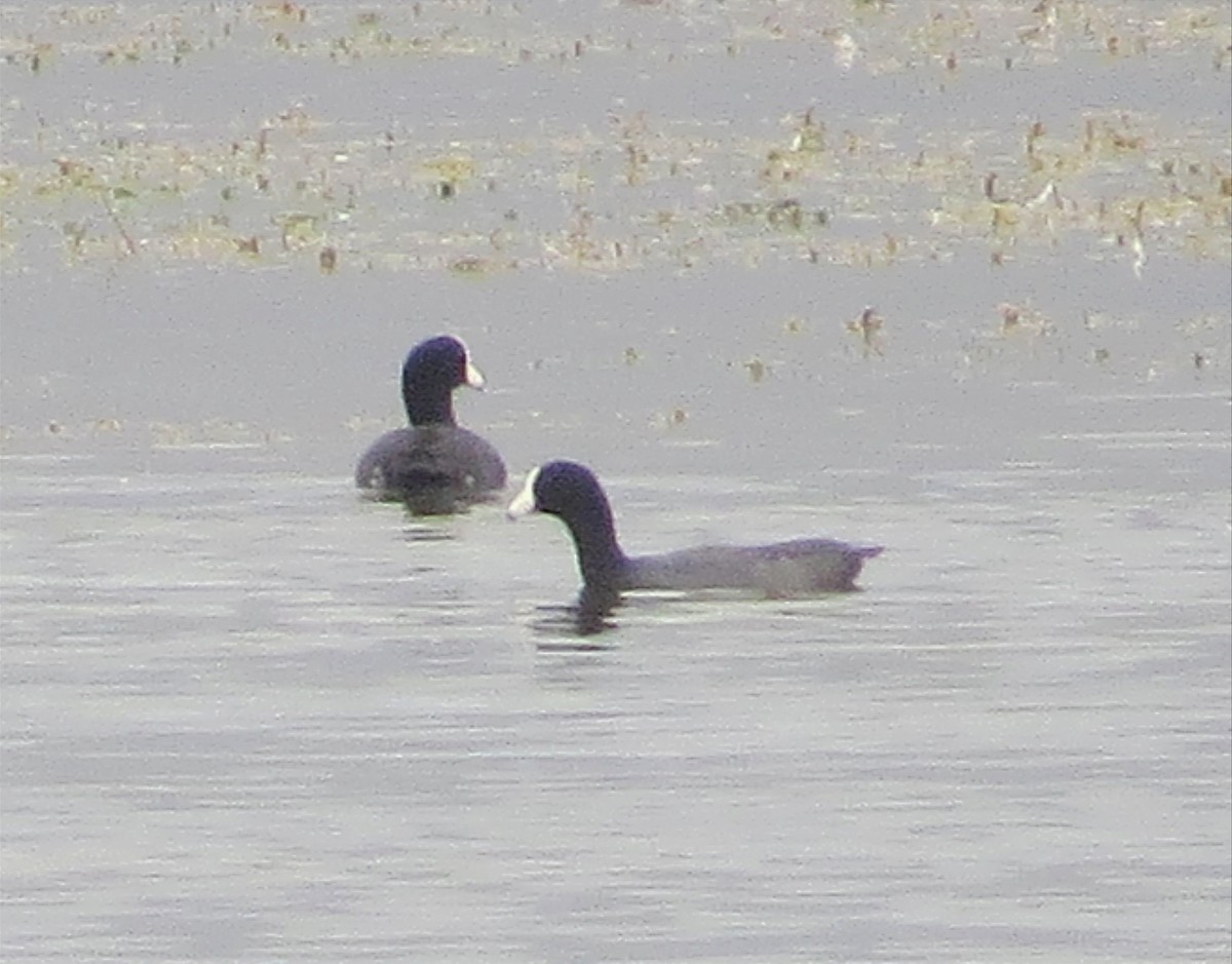 American Coot - ML614446974