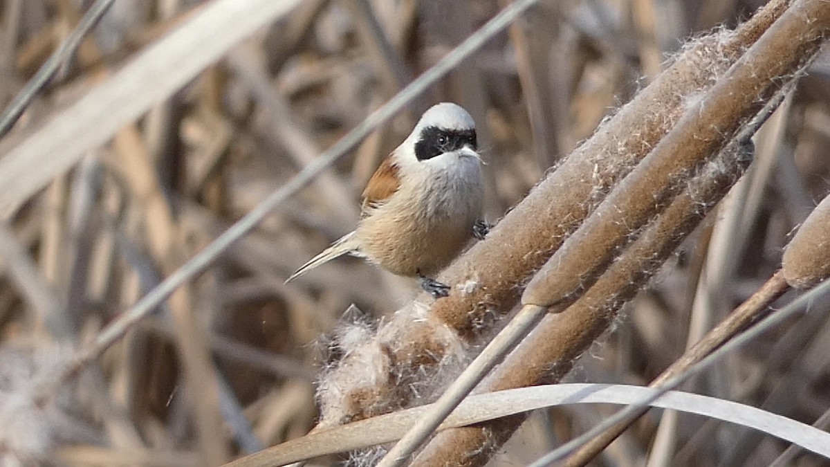 Eurasian Penduline-Tit - ML614447003