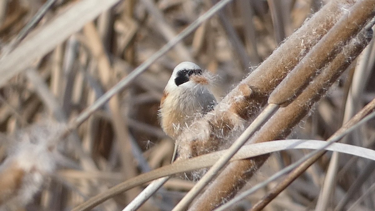 Eurasian Penduline-Tit - Enrique Pelayo