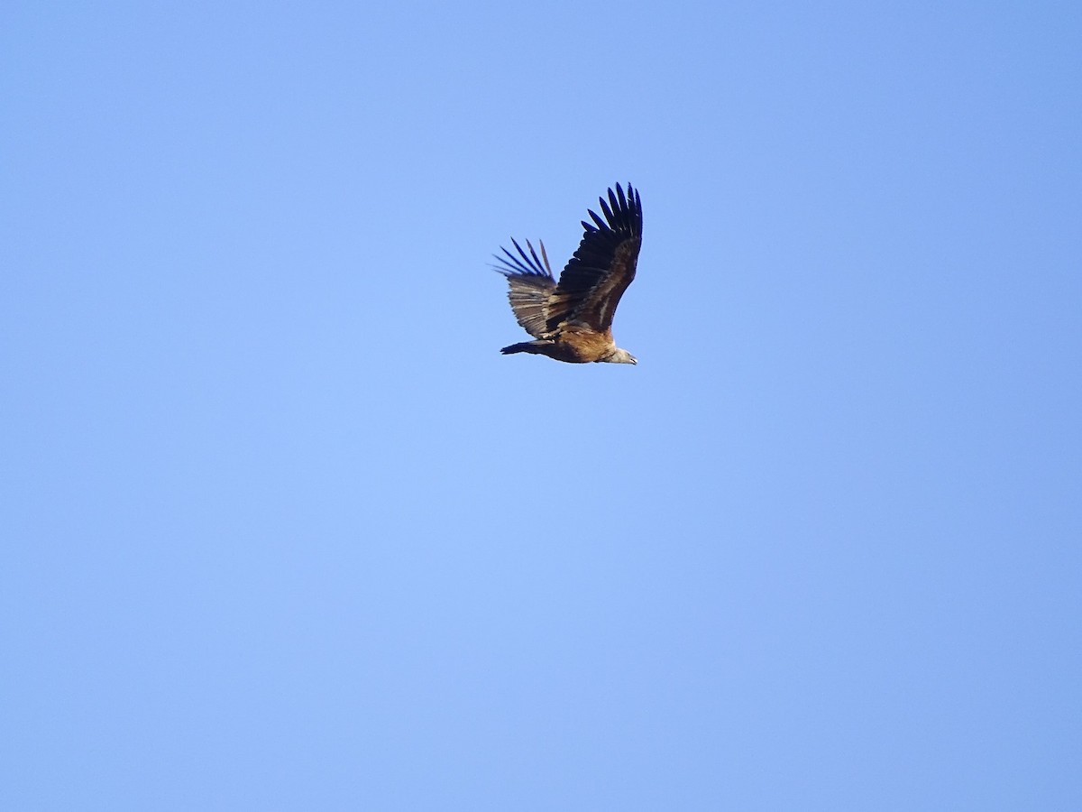 Eurasian Griffon - Jesús Ruyman Gómez Nieto